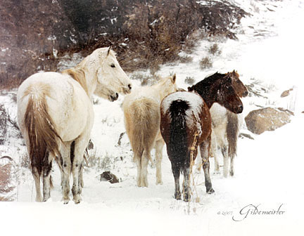 Snowfall - Horses